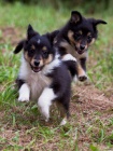 prodam štěnatka sheltie prodam štěnatka sheltie
