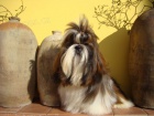 Kr�sn� kluci shih-tzu s PP