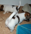 �t���tka JRT s PP odb�r ihned!!