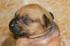 Rhodesian ridgeback