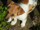 N�DHERN� PEJSEK JACK RUSSELL TERIER - BICOLORN�