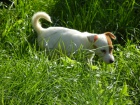 LUXUSN� PEJSEK JACK RUSSELL TERIER - RODI�E S PP!