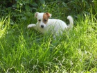 LUXUSN� PEJSEK JACK RUSSELL TERIER - RODI�E S PP!