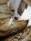LUXUSN� PEJSEK JACK RUSSELL TERIER - RODI�E S PP!