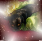 Yorkshire - jork��rsk� - york��rsk� teri�r s PP