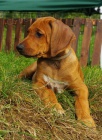 Rhodesian Ridgeback �t��ata s PP k odb�ru