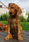 Rhodesian Ridgeback �t��ata s PP k odb�ru