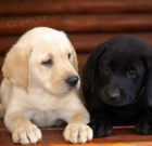 �t�n�tka labrador