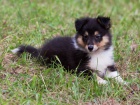 prodam štenatko Sheltie prodam štenatko Sheltie