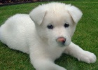 roztomilá štěňátka Akita roztomilá štěňátka Akita