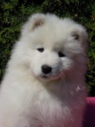 Samojed �t���tka s PP