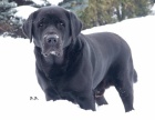 Labradorsk� retriever s PP - Jihlava