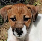 �t���tka JRT s PP k odb�ru