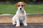Jack Russell teri�r