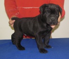 Cane corso - �t��ata s PP