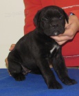 Cane corso - �t��ata s PP