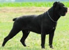 Cane corso - �t��ata s PP