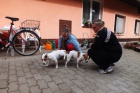 �t���tka Jack Russel teri�r