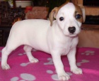 Kr�sn� �t���tka Jack Russela k obn�ru