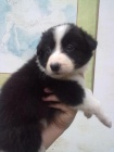 Prod�m kvalitn� �t���tka border kolie s PP