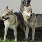 �ESKOSLOVENSK� VL��K, �t��ata