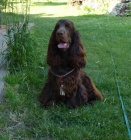 Anglick� kokr - kryt�