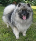 Keeshond / vl�� �pic prod�m �t��ata s PP 