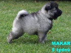 N�meck� �pic vl��/keeshond