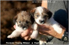 Jack Russell teri�r