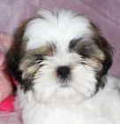 N�dhern� �t���tka Shih-tzu - odb�r mo�n� IHNED