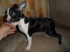 Bostonsk� terier - �t��ata s pp