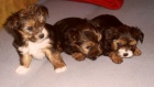 jork��rsk� teri�r x shi tzu