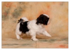 Shih Tzu su�ka