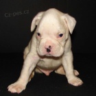 4 �t��ata - zlat�, ��han�, b�l� + ��han�