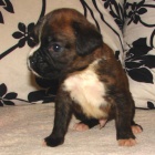 4 �t��ata - zlat�, ��han�, b�l� + ��han�