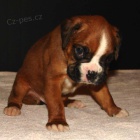 4 �t��ata - zlat�, ��han�, b�l� + ��han�