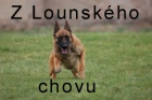 Belgick� ov��k Malinois