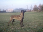 Belgick� ov��k Malinois