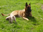 �ty�let� malinois bez PP - Brno