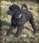 Pudl velk� b�l� a �ern�