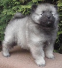 Keeshond / vl�� �pic �pi�kov� �t��ata s PP hl�da�