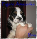 Americk� kokr�pan�l s PP