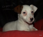 jack russell terier