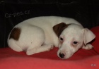 jack russell terier