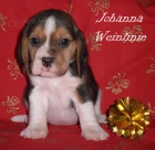 Beagle-bígl s PP Beagle-bígl s PP