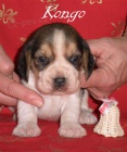 Beagle-bígl s PP Beagle-bígl s PP