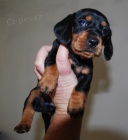 Jezev��k trpasli��/kr�li��