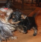 Jork�irsk� teri�r - hol�i�ka