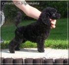 Pudl st�edn� �ern� - �t��ata