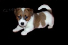 Jack Russell terier - levn�